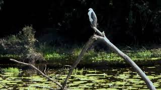 Whitebellied SeaEagle seen at the Shelley Road Park Reserve [upl. by Dorise677]