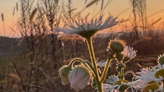 Holledau Herbst Entschleunigen [upl. by Ajdan]