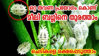 Easy Solution From Mealy Bugs and White Fly in Malayalam Organic Pesticides for Mealy bugs and flys [upl. by Strickler434]