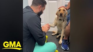 Video of injured dog learning to trust vet goes viral l GMA [upl. by Liahcim]