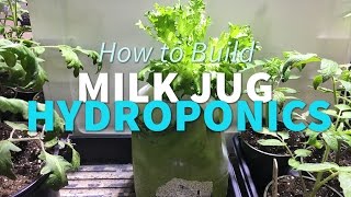 Milk Jug Hydroponics  How To Grow Lettuce in a milk jug and watch greens roots and algea grow [upl. by Aikar]