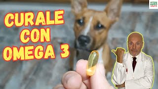 ✅ ¿QUE ENFERMEDADES CURA EL OMEGA 3 EN PERROS ✅ [upl. by Malinda156]