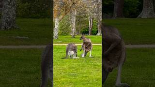 kangaroo mating  kangaroo wildlife cuteanimals animals baby kangaroobaby [upl. by Bettencourt]