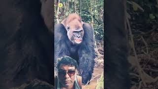 Gorilla vs Lion animals lion amazingfacts gorilla trending facts forkids [upl. by Alarice]