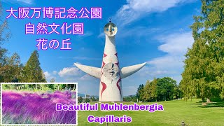 NATURAL amp CULTURAL GARDENS of OSAKA EXPO 70 COMMEMORATIVE PARK  watch Muhlenbergia capillaris [upl. by Othe]