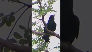 Cuckoo Bird Call in Naturequot [upl. by Nesnah978]