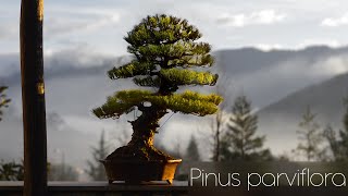 Japanese white pine bonsai FULL work step by step BIG Pinus parviflora tree [upl. by Nikral698]