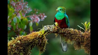 Naturetrek Birdfair Presentations Costa Rica  Quetzals and Cloudforest by Tim Melling [upl. by Yelserp]