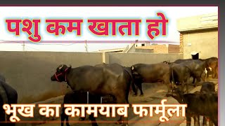 पशु की भूख कैसे बढाऐ।How To Increase Digestion Of Animal।Cow Buffalo।Dairy Farming Information hindi [upl. by Alyahsat766]