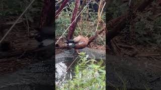 Red Shoveler waterfowl birds duck [upl. by Ididn]