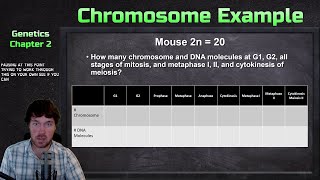 Counting Chromosomes and DNA Molecules in Mitosis and Meiosis Example Problem  Genetics [upl. by Elamrej]