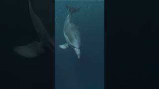 dolphins swimming nature ocean dolphins brianbhone naturelover animallover [upl. by Tavy]