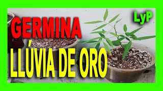 Como GERMINAR SEMILLAS de LLUVIA DE ORO ✅ 🔥Rápido y FÁCIL ✅🌿🍂 Palo amarrillo caña fistula Senna [upl. by Ennairod]