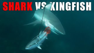 MASSIVE Schools of KINGFISH  Very AGRO Sharks  SPEARFISHING NEW ZEALAND [upl. by Dugan]