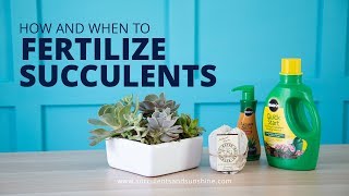 How and When to Fertilize Succulents  And What Fertilizers to Use [upl. by Suzanna]