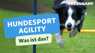 Was ist Agility Wir erklären den Hundesport [upl. by Porche]