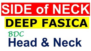 Chp3  SIDE of NECK  DEEP FASCIA  Head amp Neck Anatomy  BDC Vol3 [upl. by Ahsienek]