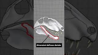 LORECCHIO dei MAMMIFERI È UNICO biologia animali evoluzione scienza paleontologia [upl. by Cyrus563]