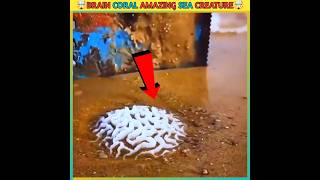 🤯😨Brain Coral Amazing Sea Creature shorts viral sea brain money trending AslamFacts [upl. by Naor285]