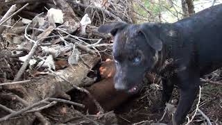 Patterdale Terriers This Mornings Creek Hunt [upl. by Noyad]