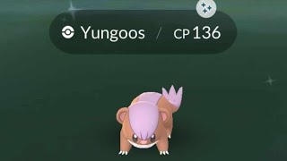 Yungoos Spotlight Hour  Shiny Hunt Live Pokemon GO [upl. by Afital]