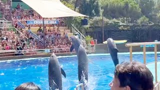 Dolfin dance 🦈🐋🐬 Most famous Dolfin show in Barcelona Cataluniya [upl. by Ssor]