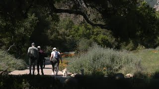 Wildflower bloom ahead of possible super bloom [upl. by Einram615]