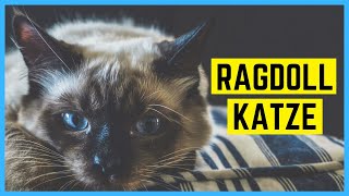 RAGDOLL KATZE  Charakter und Besonderheiten [upl. by Siuqramed]