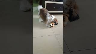 Dog cute status enna uttrungana lshorts cutedoglovers spmediaedits trending youtubeshorts [upl. by Kemeny]