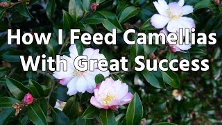 How I Feed Camellias With Great Success [upl. by Ahsael913]