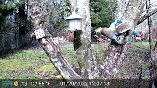 Grey Squirrels and birds part 1 audio warning [upl. by Aniri]