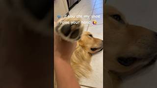 Put ur hand up if you ate my shoe my dog eats everything  cute golden retriever video 🐕❤️🐕 [upl. by Bust]