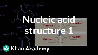 Nucleic acid structure 1  Chemical processes  MCAT  Khan Academy [upl. by Haidabez]