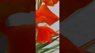 Stick flowergladiolanaturebalcony flower trending youtubeshorts [upl. by Adiarf]