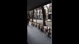 Geese Parade on Sidewalk [upl. by Narmis]