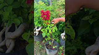 The secret to cutting bougainvillea branches to keep them green and beautiful bougainvillea [upl. by Mehcanem]