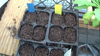 How To Plant Pelleted Seeds Pelleted Seeds Planting Tips [upl. by Ulda]