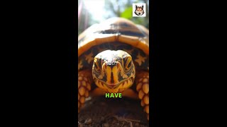 Saving the Burmese Star Tortoise A Race Against Time [upl. by Aihtennek]