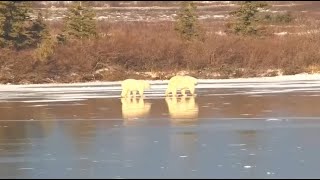 Mom and baby polar bears on ice at Polar Bear Tundra Buggy  Polar Bears International  exploreorg [upl. by Buyers]