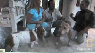 Ceasar Milan bassett hound 23 [upl. by Namzzaj]