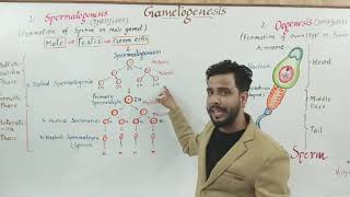 Gametogenesis युगमक जनन and spermatogenesis शुक्राणु जनन and structure of sperm [upl. by Yrekaz854]