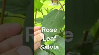 How to Grow Salvia involucrata Hadspen [upl. by Aaron]