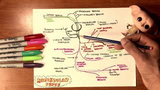 Trigeminal Mandibular and Facial Nerves Anatomy 2 TTF [upl. by Melodee510]