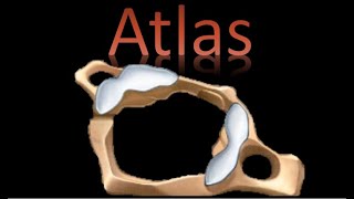 🦴 Atlas  Columna Vertebral  Anatomía [upl. by Ydnes]