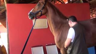 Acupuncture Equine front limb and fetlock pain  dor em membro torácico [upl. by Inanak]