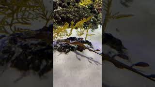 Sea dragonsyngnathidae singapore fun youtubeshorts funnyshortsvideo funnymoments fishvideo [upl. by Martz]