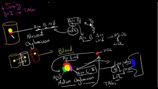 Chylomicrons بالعربى [upl. by Juback]