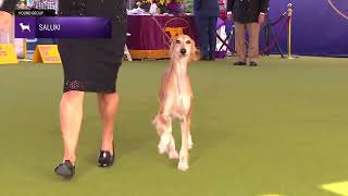 Salukis  Breed Judging 2024 [upl. by Brodench]