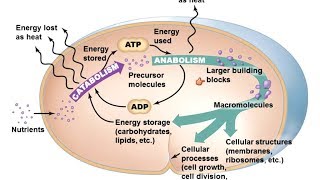 Microbiology of Microbial Metabolism [upl. by Nierman665]