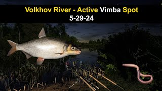 Russian Fishing 4 Volkhov River  Active Vimba Spot 52924 [upl. by Azil]